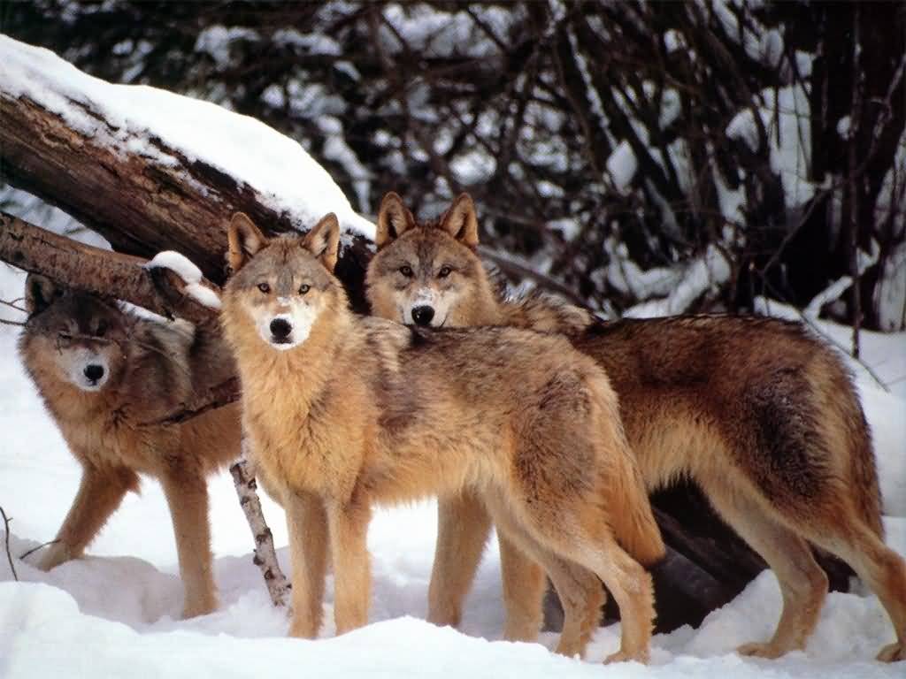 Wolves_001-(1024x768)